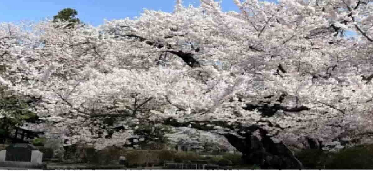 水沢公園桜まつり2026花見食堂の営業時間は？駐車場・屋台・ライトアップも