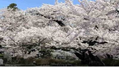 水沢公園桜まつり2026花見食堂の営業時間は？駐車場・屋台・ライトアップも