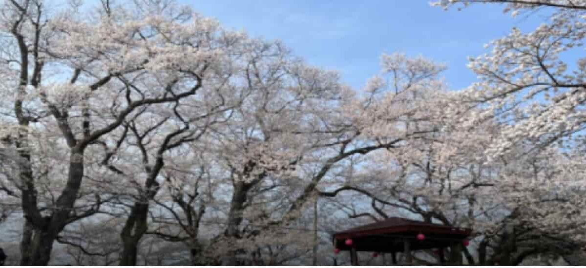 烏帽子山公園桜まつり2026のライトアップ時間は？屋台・駐車場・アクセスも