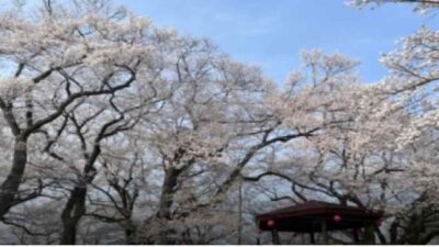 烏帽子山公園桜まつり2026のライトアップ時間は？屋台・駐車場・アクセスも