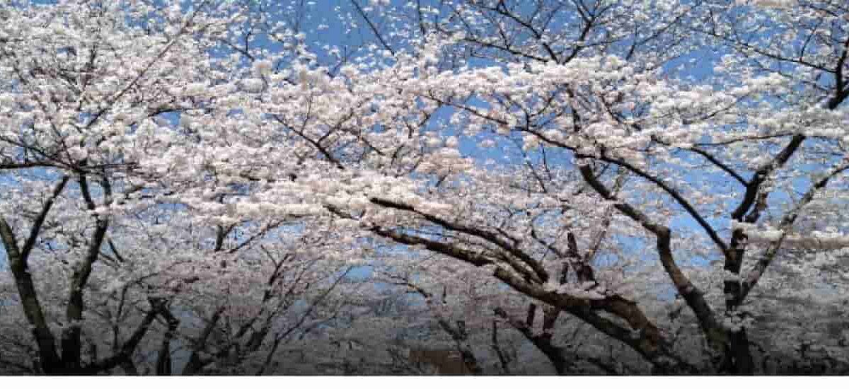 盛岡城址公園桜まつり2026の場所取り時間は？屋台・駐車場・ライトアップも