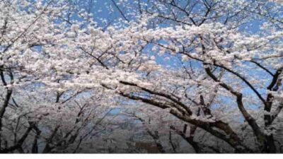 盛岡城址公園桜まつり2026の場所取り時間は？屋台・駐車場・ライトアップも