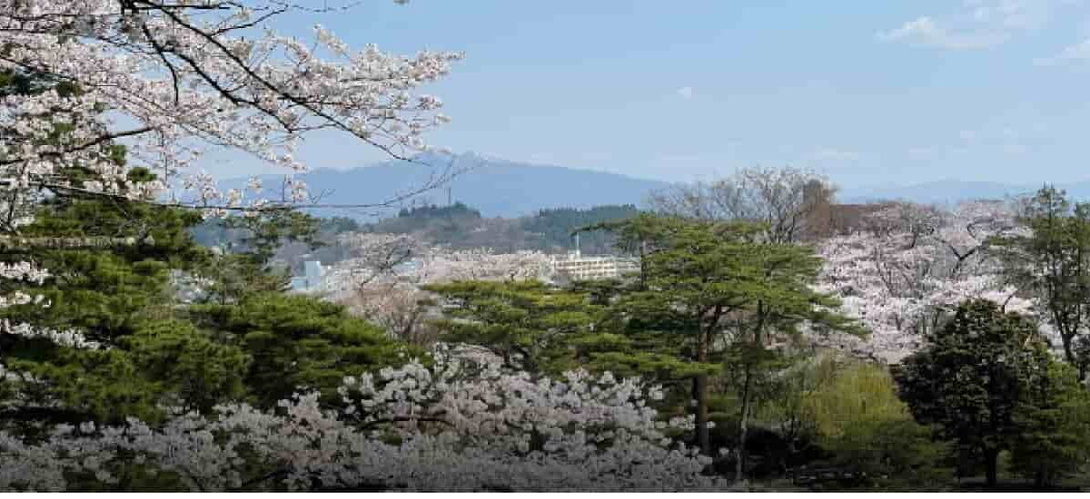 千秋公園桜まつり2026の場所取り時間は？屋台・駐車場・ライトアップも