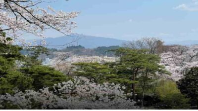 千秋公園桜まつり2026の場所取り時間は？屋台・駐車場・ライトアップも