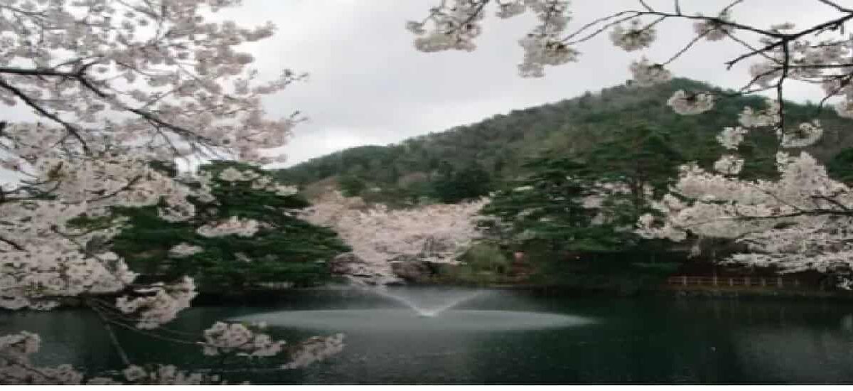 真人公園桜まつり2026のライトアップ時間は？屋台や駐車場の場所も