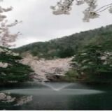 真人公園桜まつり2026のライトアップ時間は？屋台や駐車場の場所も