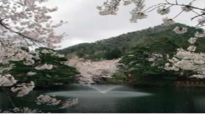 真人公園桜まつり2026のライトアップ時間は？屋台や駐車場の場所も