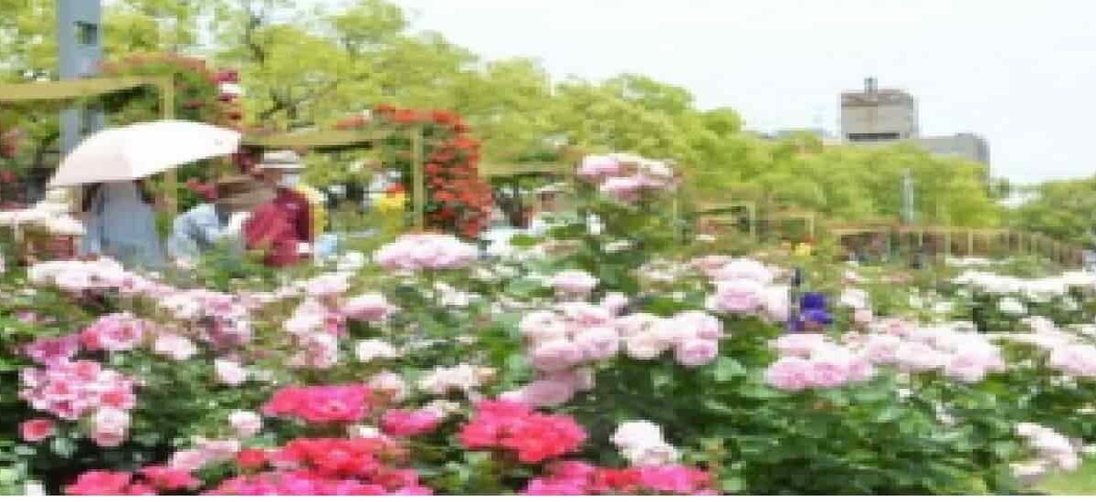 福山バラ祭り2026のパレードとゲストは誰？日程や屋台の出店も！