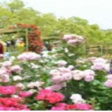 福山バラ祭り2026のパレードとゲストは誰？日程や屋台の出店も！