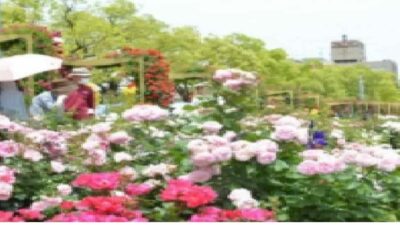 福山バラ祭り2026のパレードとゲストは誰？日程や屋台の出店も！