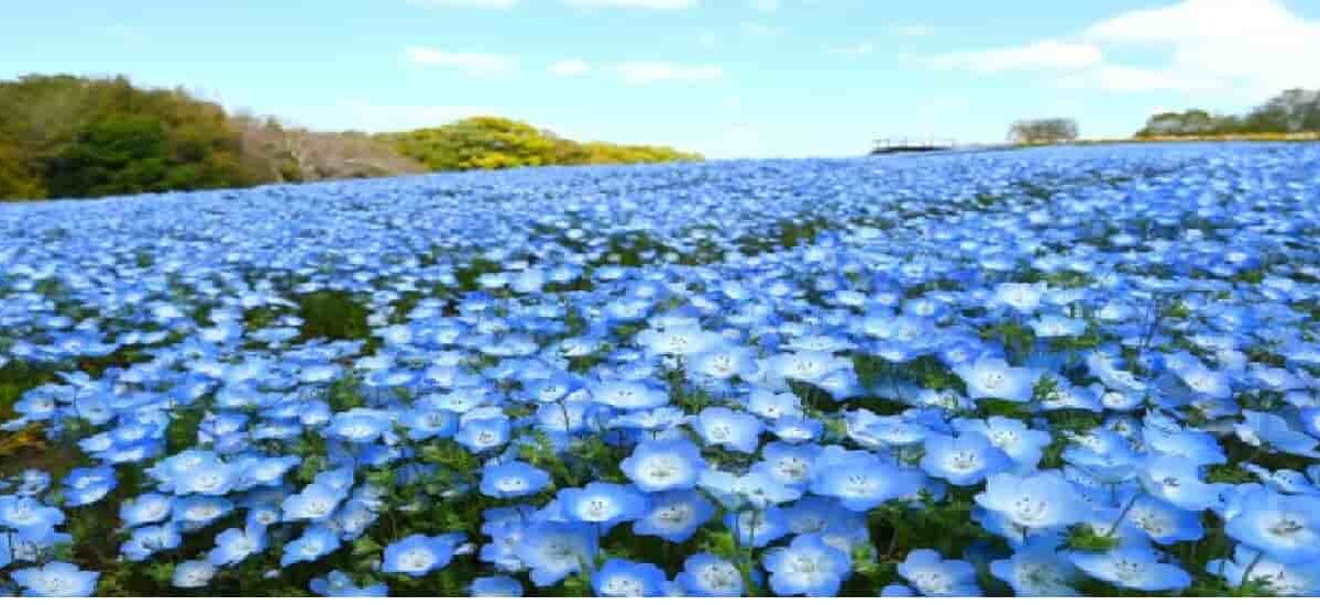 万博記念公園ネモフィラ2026の開花状況と見頃はいつまで？