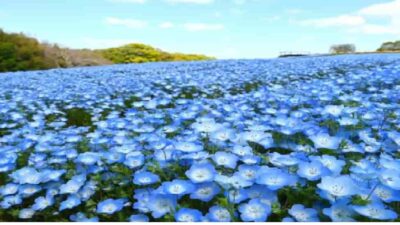 万博記念公園ネモフィラ2026の開花状況と見頃はいつまで？