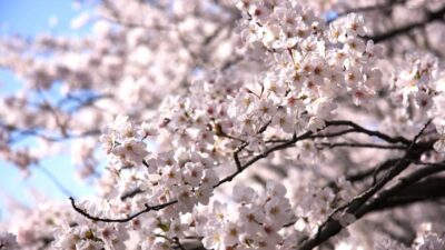 明治神宮外苑お花見2026場所取りルールは？ライトアップ時間と屋台も