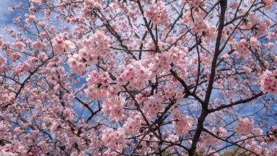 水元公園お花見2026の場所取りは禁止？屋台とバーベキュースポットも