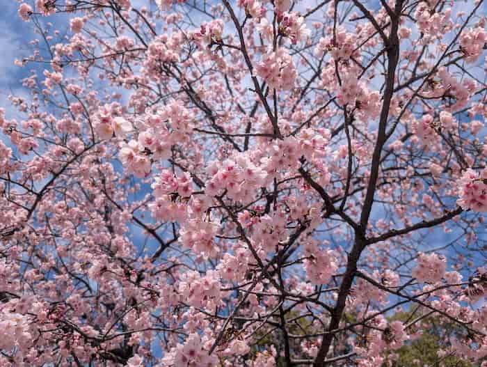 水元公園お花見2026の場所取りは禁止？屋台とバーベキュースポットも