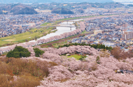 船岡城址公園しばた桜祭り2026の屋台と駐車場は？アクセスやライトアップも
