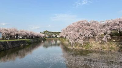 函館公園桜まつり2026の場所取り時間は？屋台・駐車場・ライトアップも