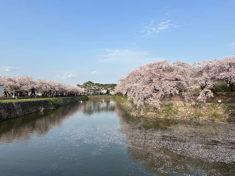 函館公園桜まつり2026の場所取り時間は？屋台・駐車場・ライトアップも