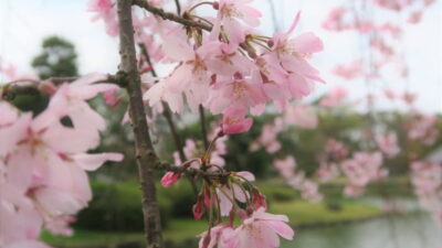 千葉公園お花見2026場所取りルールは？宴会と屋台や夜桜情報も！