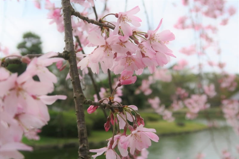 千葉公園お花見2026場所取りルールは？宴会と屋台や夜桜情報も！