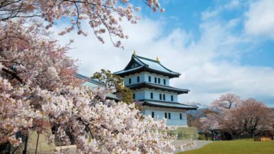 松前公園桜祭り2026の場所取り時間は？ライトアップ・屋台・駐車場も