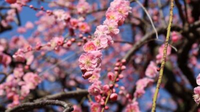 清水公園お花見2026場所取りの時間は？屋台や駐車場と夜の混雑状況も