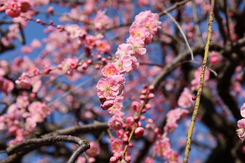 清水公園お花見2026場所取りの時間は？屋台や駐車場と夜の混雑状況も