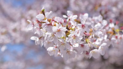 狭山池公園桜まつり2026ライトアップ時間は？駐車場・場所取り・屋台情報も