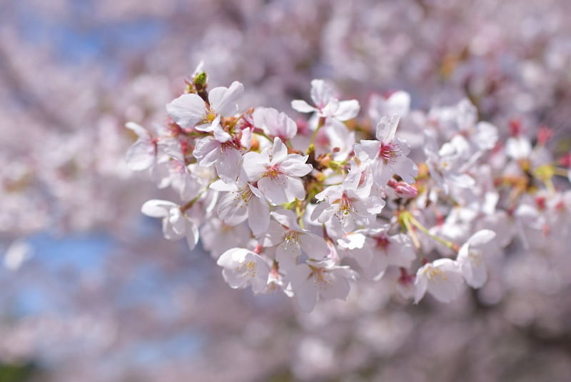 狭山池公園桜まつり2026ライトアップ時間は？駐車場・場所取り・屋台情報も