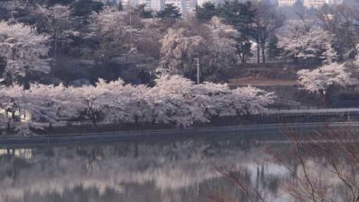 盛岡桜まつり2026の駐車場とアクセスは？ライトアップや屋台情報も