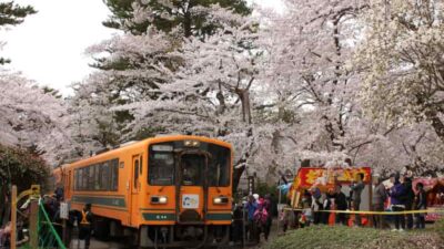 金木桜まつり2026花火大会の駐車場は？屋台やライトアップ情報も