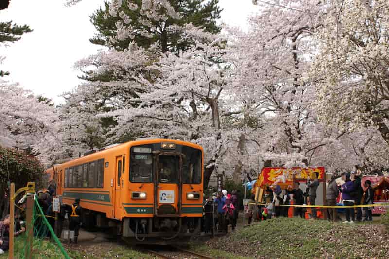 金木桜まつり2026花火大会の駐車場は？屋台やライトアップ情報も
